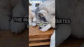 Why Huskies Were Banned from Antarctica in 1994.