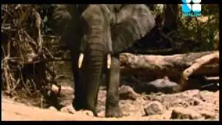 Mission In Africa 1-1.avi