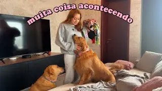 tem muita coisa acontecendo! vlog
