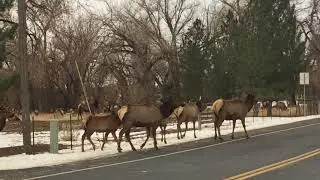 Visit from the Elk Christmas 2020