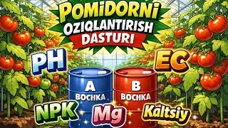 Pomidor ozuqalari
