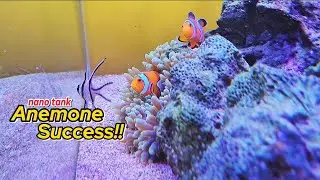 Berhasil Pelihara Anemon Pertama Di Nano Tank