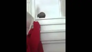 Konijn loopt trap