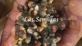 Acequias The Lifeblood of Our Farming Community (Ana Moran)