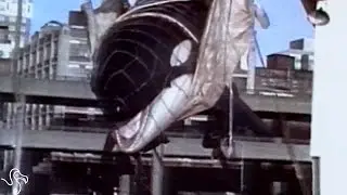 Georgia Aquarium Stops Capturing Wild Whales And Dolphins