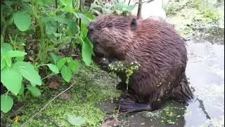 Baby Beaver Kit Eating in a Beaver Pond