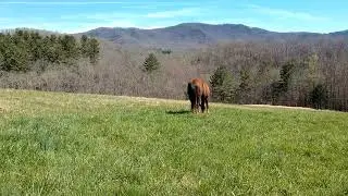 Blue Ridge Horse Adventures pasture 360 pasture view