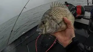 Catching a BIG bream in the Diawa Aus open in TORRENTIAL rain!