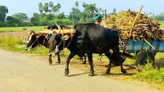 Bullock Cart Mud Ride | Bullock Cart Heavy Load Mud Ride