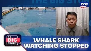 Why Bohol suspended whale shark activities in 3 towns | The Big Story