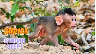 Tiny but Strong! SHAVARA Takes Confident Steps!, @monkeyscorner