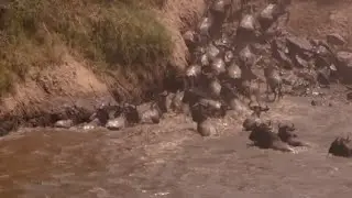 Thousands of Wildebeest Make Mara River Crossing