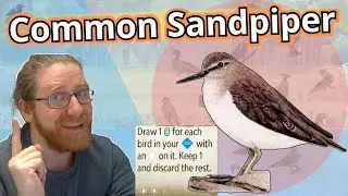 Opening hand Common Sandpiper! #wingspan #asiaexpansion