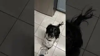 Hey Oliver likes numbers #dadjokes #dogs #funny