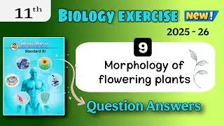 class 11 biology chapter 9 morphology of flowering plants exercise - 11th biology chapter 9 exercise
