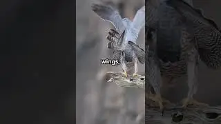 The Falcon&rsquo;s Shocking Speed! The Fastest Animal on Earth! #infobytelab #facts #viral #curiosity