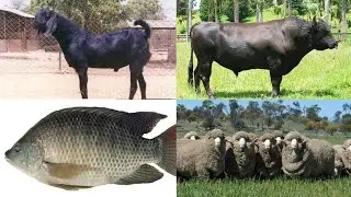 The Highest Paying Farm Animals: 5 Breeds That Will Make You Rich