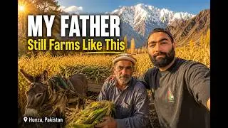 Old Way Maize Leftovers in Hunza Pakistan | Father's Traditional Harvest
