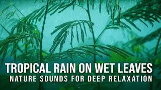 Tropical Rain on Wet Leaves &ndash; Nature Sounds for Deep Relaxation