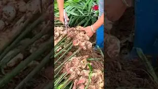 Warm Moments in Rural Life #How comfortable is rural life #Ginger #Ginger Planting #Planting Tips