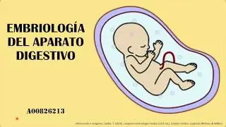 Embriología del Aparato Digestivo