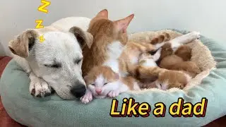 Unbelievable! The puppy became a good cat dad and protected the mother cat and kittens! So funny!