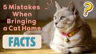 Five Things Not to Do When Bringing a Cat Home ! 🐱 | New Cat Owner Tips