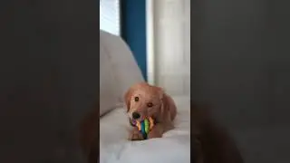 Best Teething Toy for Puppies | Nylabone