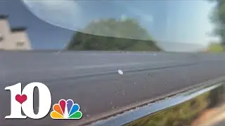 Small, white bugs known as woolly aphids bring 'summer snow' to East Tennessee