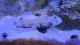 Twin Spot Goby - sand sifting