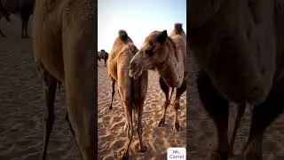 Camel mating and breeding scene   3