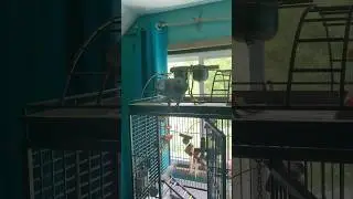 IRL content of my bird!?? #subscribe #notroblox 🤪 #africangreyparrots #birds #dancingbirds #animals
