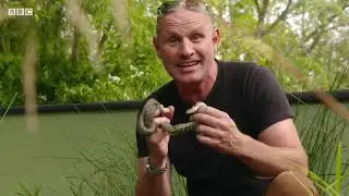 The Grass Snake Swimming