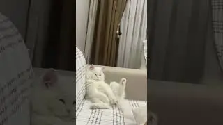 Duygusal Kedi - Bu Kedi &Ccedil;ok Dertli #youtubeshorts #shorts #cat #kedi#cute #funny