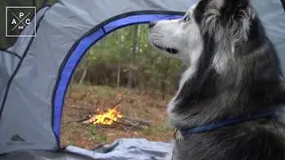 Camping Adventures - Atlas Pet Company