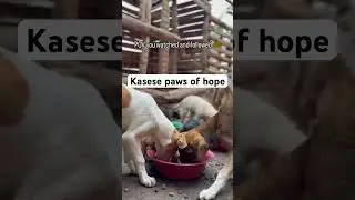 #DogRescue  #AdoptDontShop  #InjuredDogRescue  #SecondChanceDogs