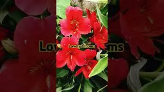 beautiful alstroemeria flowers #flowers #alstroemeria #plants