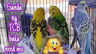 Vlog781 Parakeets Lover Dami Magaganda At Quality 