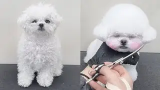 비숑 귀툭튀 강아지 미용 / Dog grooming / 애견미용