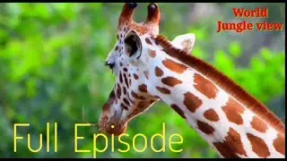 High quality wildlife Animal video||| World jungle view
