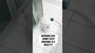 Dog thinks teeth brushing is a treat! #cotondetulear #funnyanimal