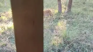 Tiger chasing Gaur live @ Bandipur - Part 1 - Tiger near Van