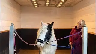 How to own a HORSE on a budget.