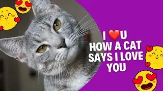 How your cat tells you I Love You ❤️ #funnycats #cat #funnyanimals #catlover #kitten #cats #cute