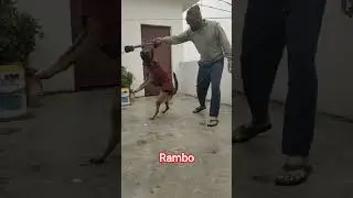 Belgian Malinois Dog Attack Training | Sharp Hunting Skills Of Dog | Soldier Dog | Police Dog | Wolf