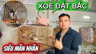 VŨ CÔNG TRỞ LẠI | ĐẲNG CẤP XOÈ ĐẤU BIỂU DIỄN | Đã Mắt Người Xem