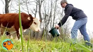 Cow Refuses to Be Saved, Until This Woman Steps In | Cuddle Buddies