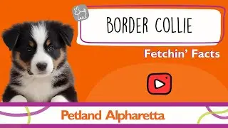 Puppy Alert! Border Collie Facts That Will Melt Your Heart