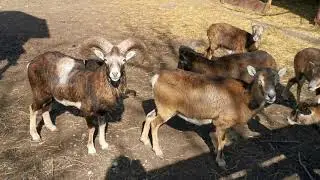 mouflon - Ovis gmelini