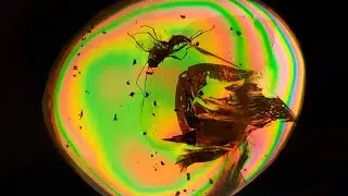 Pincer Wasp, Tumbling Flower Beetle in Dominican Amber || Stress-Induced Birefringence Colors